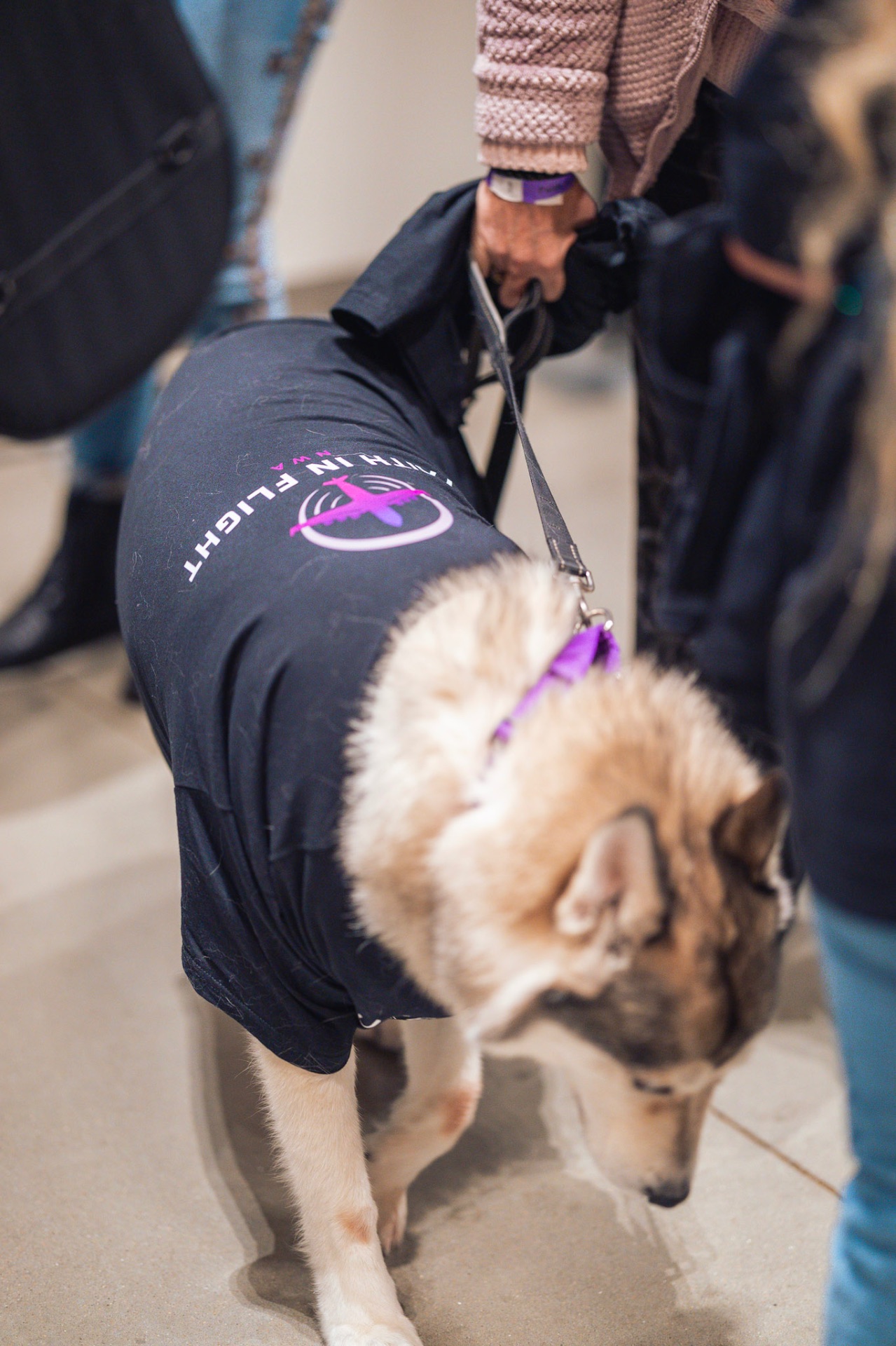 Dog wearing a Faith In Flight NWA shirt at a community event